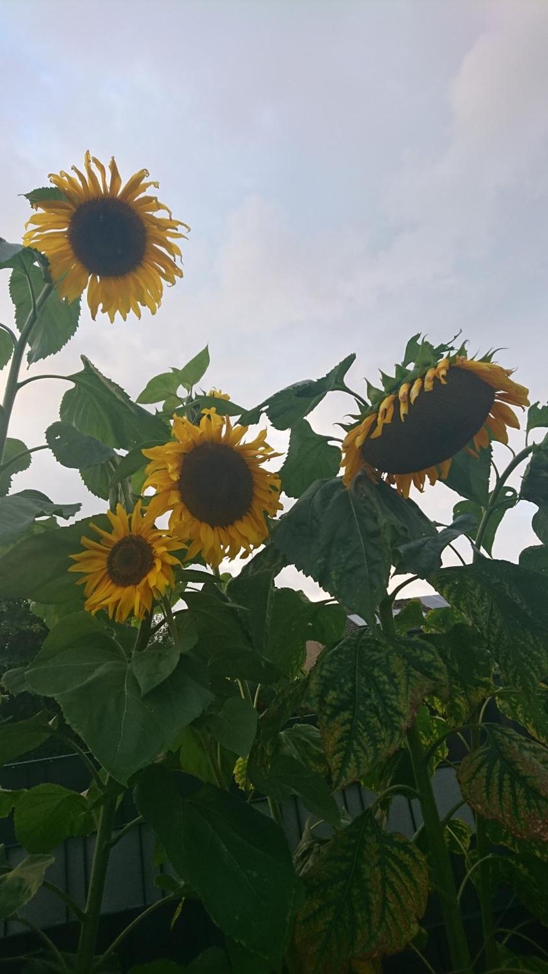 Ferienwohnung Sonnenblick Und Relax Sundern Kültér fotó